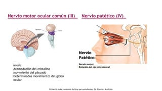 Nervio motor ocular común (III)
Miosis
Acomodación del cristalino
Movimiento del párpado
Determinados movimientos del globo
ocular
Nervio patético (IV)
Richard L. Lake, Anatomía de Gray para estudiantes, Ed. Elsevier, 4 edición
 