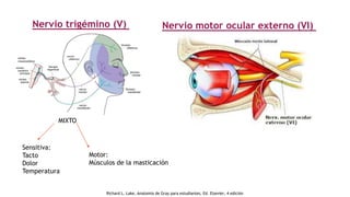 Nervio trigémino (V)
MIXTO
Sensitiva:
Tacto
Dolor
Temperatura
Motor:
Músculos de la masticación
Nervio motor ocular externo (VI)
Richard L. Lake, Anatomía de Gray para estudiantes, Ed. Elsevier, 4 edición
 