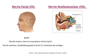 Nervio Facial (VII)
Porción sensitiva: Sensibilidad gustativa de los 2/3 anteriores de la lengua
Porción motora: Inerva la musculatura mímica facial
MIXTO
Nervio Vestibulococlear (VIII)
Richard L. Lake, Anatomía de Gray para estudiantes, Ed. Elsevier, 4 edición
 