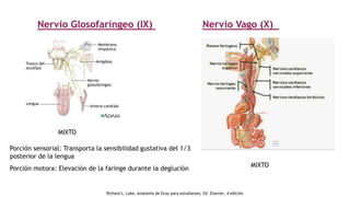 Nervio Glosofaríngeo (IX)
Porción sensorial: Transporta la sensibilidad gustativa del 1/3
posterior de la lengua
Porción motora: Elevación de la faringe durante la deglución
MIXTO
Nervio Vago (X)
MIXTO
Richard L. Lake, Anatomía de Gray para estudiantes, Ed. Elsevier, 4 edición
 