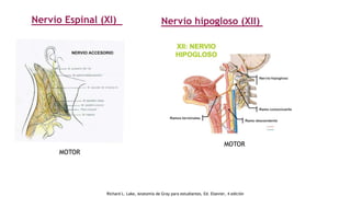Nervio Espinal (XI)
MOTOR
Nervio hipogloso (XII)
MOTOR
Richard L. Lake, Anatomía de Gray para estudiantes, Ed. Elsevier, 4 edición
 