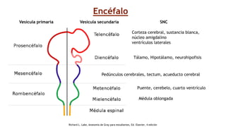 Vesícula primaria Vesicula secundaria SNC
Corteza cerebral, sustancia blanca,
núcleo amigdalino
ventrículos laterales
Tálamo, Hipotálamo, neurohipofisis
Pedúnculos cerebrales, tectum, acueducto cerebral
Puente, cerebelo, cuarto ventrículo
Médula oblongada
Encéfalo
Richard L. Lake, Anatomía de Gray para estudiantes, Ed. Elsevier, 4 edición
 