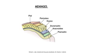 MENINGES
Richard L. Lake, Anatomía de Gray para estudiantes, Ed. Elsevier, 4 edición
 