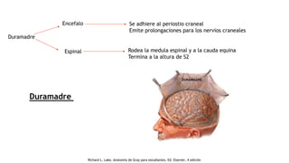 Duramadre
Duramadre
Encefalo Se adhiere al periostio craneal
Emite prolongaciones para los nervios craneales
Espinal Rodea la medula espinal y a la cauda equina
Termina a la altura de S2
Richard L. Lake, Anatomía de Gray para estudiantes, Ed. Elsevier, 4 edición
 