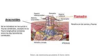 Aracnoides
Piamadre
Penetra en los surcos y fisuras
No se introduce en los surcos o
fisuras cerebrales, excepto en la
fisura longitudinal existente
entre los dos hemisferios
cerebrales.
Richard L. Lake, Anatomía de Gray para estudiantes, Ed. Elsevier, 4 edición
 