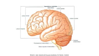 Richard L. Lake, Anatomía de Gray para estudiantes, Ed. Elsevier, 4 edición
 