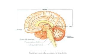 Richard L. Lake, Anatomía de Gray para estudiantes, Ed. Elsevier, 4 edición
 