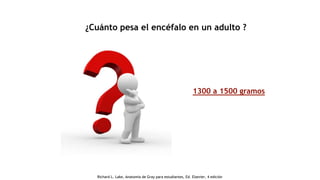 ¿Cuánto pesa el encéfalo en un adulto ?
1300 a 1500 gramos
Richard L. Lake, Anatomía de Gray para estudiantes, Ed. Elsevier, 4 edición
 