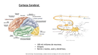 Corteza Cerebral
• 100 mil millones de neuronas.
• Sinapsis
• Nervio ( núcleo, axón y dendritas).
.Raúl Carrillo Esper, Neuroanestesiología y cuidados intensivos neurológicos, Ed. Alfil, primera edición, 2007
 