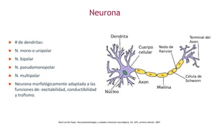 Neurona
 # de dendritas:
 N. mono o unipolar
 N. bipolar
 N. pseudomonopolar
 N. multipolar
 Neurona morfológicamente adaptada a las
funciones de: excitabilidad, conductibilidad
y trofismo.
.Raúl Carrillo Esper, Neuroanestesiología y cuidados intensivos neurológicos, Ed. Alfil, primera edición, 2007
 