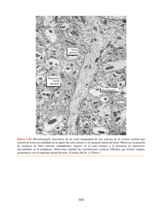 Figura 2-20 Microfotografía electrónica de un corte longitudinal de una neurona de la corteza cerebral que
muestra la estructura detallada de la región del cono axónico y el segmento inicial del axón. Obsérvese la ausencia
de sustancia de Nissl (retículo endoplásmico rugoso) en el cono axónico y la presencia de numerosos
microtúbulos en el axoplasma. Obsérvense también las terminaciones axónicas (flechas) que forman sinapsis
axoaxónicas con el segmento inicial del axón. (Cortesía del Dr. A. Peters.)
103
ERRNVPHGLFRVRUJ
ERRNVPHGLFRVRUJ
 