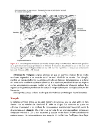 Figura 2-21 Microfotografía electrónica que muestra múltiples sinapsis axodendríticas. Obsérvese la presencia
de un gran número de vesículas presinápticas en el interior de los axones. La definición incluye el sitio en el cual
una neurona se pone en estrecha proximidad con una célula muscular esquelética y se produce una comunicación
funcional. (Cortesía del Dr. J. M. Kerns.)
El transporte retrógrado explica el modo en que los cuerpos celulares de las células
nerviosas responden a los cambios en el extremo distal de los axones. Por ejemplo,
pueden ser transportados los receptores activados de factores del crecimiento a lo largo
del axón hasta su sitio de acción en el núcleo. Las vesículas pinocitósicas que se originan
en las terminaciones axónicas pueden ser devueltas rápidamente al cuerpo celular. Los
orgánulos desgastados pueden ser devueltos al cuerpo celular para su degradación por los
lisosomas.
El transporte axónico se lleva a cabo por microtúbulos ayudados por microfilamentos.
Sinapsis
El sistema nervioso consta de un gran número de neuronas que se unen entre sí para
formar vías de conducción funcional. El sitio en el que dos neuronas se ponen en
estrecha proximidad y se produce la comunicación interneuronal funcional recibe la
denominación de sinapsis2 (fig. 2-22). La mayoría de las neuronas realizan conexiones
sinápticas con unas 1 000 o más neuronas, y pueden recibir hasta 10 000 conexiones de
otras neuronas. La comunicación en una sinapsis, en condiciones fisiológicas, tiene lugar
104
ERRNVPHGLFRVRUJ
ERRNVPHGLFRVRUJ
 