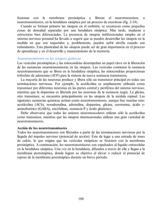 fusionan con la membrana presináptica y liberan el neurotransmisor, o
neurotransmisores, en la hendidura sináptica por un proceso de exocitosis (fig. 2-24).
Cuando se forman primero las sinapsis en el embrión, se reconocen como pequeñas
zonas de densidad separadas por una hendidura sináptica. Más tarde, maduran a
estructuras bien diferenciadas. La presencia de sinapsis indiferenciadas simples en el
sistema nervioso posnatal ha llevado a sugerir que se pueden desarrollar las sinapsis en la
medida en que son requeridas y, posiblemente, pueden sufrir atrofia cuando son
redundantes. Esta plasticidad de las sinapsis puede ser de gran importancia en el proceso
de aprendizaje y en el desarrollo y mantenimiento de la memoria.
Neurotransmisores en las sinapsis químicas
Las vesículas presinápticas y las mitocondrias desempeñan un papel clave en la liberación
de las sustancias neurotransmisoras en las sinapsis. Las vesículas contienen la sustancia
neurotransmisora que se libera en la hendidura sináptica; las mitocondrias proporcionan
trifosfato de adenosina (ATP) para la síntesis de nueva sustancia transmisora.
La mayoría de las neuronas produce y libera sólo un transmisor principal en todas sus
terminaciones nerviosas. Por ejemplo, la acetilcolina es ampliamente utilizada como
transmisor por diferentes neuronas en las partes central y periférica del sistema nervioso,
mientras que la dopamina es liberada por las neuronas de la sustancia negra. La glicina,
otro transmisor, se encuentra principalmente en las sinapsis de la médula espinal. Las
siguientes sustancias químicas actúan como neurotransmisores, aunque hay muchas más:
acetilcolina (ACh), noradrenalina, adrenalina, dopamina, glicina, serotonina, ácido γ-
aminobutírico (GABA), encefalinas, sustancia P y ácido glutámico.
Debe observarse que todas las uniones neuromusculares utilizan sólo la acetilcolina
como transmisor, mientras que las sinapsis interneuronales utilizan una gran variedad de
neurotransmisores.
Acción de los neurotransmisores
Todos los neurotransmisores son liberados a partir de las terminaciones nerviosas por la
llegada del impulso nervioso (potencial de acción). Éste da lugar a una entrada de iones
de calcio, lo que origina que las vesículas sinápticas se fusionen con la membrana
presináptica. A continuación, los neurotransmisores son expulsados al líquido extracelular
en la hendidura sináptica. Una vez en la hendidura, difunden a través de ella y llegan a la
membrana postsináptica, donde logran su objetivo al elevar o reducir el potencial de
reposo de la membrana postsináptica durante un breve período.
108
ERRNVPHGLFRVRUJ
ERRNVPHGLFRVRUJ
 