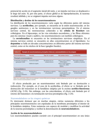 potencial de acción en el segmento inicial del axón, y un impulso nervioso se desplazará a
lo largo del axón. Si, por otra parte, el efecto global es de hiperpolarización, la neurona
resultará inhibida y no se originará impulso nervioso alguno.
Distribución y destino de los neurotransmisores
La distribución de los neurotransmisores varía según las diferentes partes del sistema
nervioso. La acetilcolina, por ejemplo, se encuentra en la unión neuromuscular, en los
ganglios autónomos y en las terminaciones nerviosas parasimpáticas. En el sistema
nervioso central, las motoneuronas colaterales a las células de Renshaw son
colinérgicas. En el hipocampo, en las vías reticulares ascendentes, y las fibras aferentes
para los sistemas visual y auditivo, los neurotransmisores son también colinérgicos.
La noradrenalina se encuentra en las terminaciones nerviosas simpáticas. En el
sistema nervioso central, se encuentra en altas concentraciones en el hipotálamo. La
dopamina se halla en elevadas concentraciones en diferentes partes del sistema nervioso
central, como en los núcleos de la base (ganglios basales).
El efecto producido por un neurotransmisor está limitado por su destrucción o
reabsorción. Por ejemplo, en el caso de la acetilcolina, el efecto se ve limitado por la
destrucción del transmisor en la hendidura sináptica por la enzima acetilco-linesterasa
(AChE) (fig. 2-24). Sin embargo, con las catecolaminas, el efecto está limitado por el
retorno del transmisor a la terminación nerviosa presináptica (fig. 2-24).
Neuromoduladores en las sinapsis químicas
Es interesante destacar que en muchas sinapsis, ciertas sustancias diferentes a los
principales neurotransmisores son expulsadas de la membrana presináptica al interior de
la hendidura sináptica. Estas sustancias son capaces de modular y modificar la actividad
de la neurona postsináptica y reciben la denominación de neuromoduladores.
Acción de los neuromoduladores
Los neuromoduladores pueden coexistir con el principal neurotransmisor en una única
110
ERRNVPHGLFRVRUJ
ERRNVPHGLFRVRUJ
 