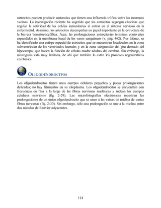 astrocitos pueden producir sustancias que tienen una influencia trófica sobre las neuronas
vecinas. La investigación reciente ha sugerido que los astrocitos segregan citocinas que
regulan la actividad de las células inmunitarias al entrar en el sistema nervioso en la
enfermedad. Asimimo, los astrocitos desempeñan un papel importante en la estructura de
la barrera hematoencefálica. Aquí, las prolongaciones astrocitarias terminan como pies
expandidos en la membrana basal de los vasos sanguíneos (v. pág. 462). Por último, se
ha identificado una estirpe especial de astrocitos que se encuentran localizados en la zona
subventricular de los ventrículos laterales y en la zona subgranular del giro dentado del
hipocampo, que hacen la función de células madre adultas del cerebro. Sin embargo, la
neurogenia está muy limitada, de ahí que también lo estén los procesos regenerativos
cerebrales.
OLIGODENDROCITOS
Los oligodendrocitos tienen unos cuerpos celulares pequeños y pocas prolongaciones
delicadas; no hay filamentos en su citoplasma. Los oligodendrocitos se encuentran con
frecuencia en filas a lo largo de las fibras nerviosas mielínicas y rodean los cuerpos
celulares nerviosos (fig. 2-29). Las microfotografías electrónicas muestran las
prolongaciones de un único oligodendrocito que se unen a las vainas de mielina de varias
fibras nerviosas (fig. 2-30). Sin embargo, sólo una prolongación se une a la mielina entre
dos nódulos de Ranvier adyacentes.
114
ERRNVPHGLFRVRUJ
ERRNVPHGLFRVRUJ
 