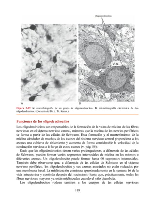 Figura 2-29 A: microfotografía de un grupo de oligodendrocitos. B: microfotografía electrónica de dos
oligodendrocitos. (Cortesía del Dr. J. M. Kerns.)
Funciones de los oligodendrocitos
Los oligodendrocitos son responsables de la formación de la vaina de mielina de las fibras
nerviosas en el sistema nervioso central, mientras que la mielina de los nervios periféricos
se forma a partir de las células de Schwann. Esta formación y el mantenimiento de la
mielina alrededor de muchos de los axones del sistema nervioso central proporciona a los
axones una cubierta de aislamiento y aumenta de forma considerable la velocidad de la
conducción nerviosa a lo largo de estos axones (v. pág. 86).
Dado que los oligodendrocitos tienen varias prolongaciones, a diferencia de las células
de Schwann, pueden formar varios segmentos internodales de mielina en los mismos o
diferentes axones. Un oligodendrocito puede formar hasta 60 segmentos internodales.
También debe observarse que, a diferencia de las células de Schwann en el sistema
nervioso periférico, los oligodendrocitos y sus axones asociados no están rodeados por
una membrana basal. La mielinización comienza aproximadamente en la semana 16 de la
vida intrauterina y continúa después del nacimiento hasta que, prácticamente, todas las
fibras nerviosas mayores ya están mielinizadas cuando el niño deambula.
Los oligodendrocitos rodean también a los cuerpos de las células nerviosas
118
ERRNVPHGLFRVRUJ
ERRNVPHGLFRVRUJ
 