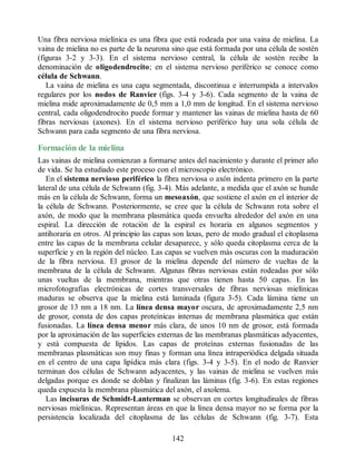 Una fibra nerviosa mielínica es una fibra que está rodeada por una vaina de mielina. La
vaina de mielina no es parte de la neurona sino que está formada por una célula de sostén
(figuras 3-2 y 3-3). En el sistema nervioso central, la célula de sostén recibe la
denominación de oligodendrocito; en el sistema nervioso periférico se conoce como
célula de Schwann.
La vaina de mielina es una capa segmentada, discontinua e interrumpida a intervalos
regulares por los nodos de Ranvier (figs. 3-4 y 3-6). Cada segmento de la vaina de
mielina mide aproximadamente de 0,5 mm a 1,0 mm de longitud. En el sistema nervioso
central, cada oligodendrocito puede formar y mantener las vainas de mielina hasta de 60
fibras nerviosas (axones). En el sistema nervioso periférico hay una sola célula de
Schwann para cada segmento de una fibra nerviosa.
Formación de la mielina
Las vainas de mielina comienzan a formarse antes del nacimiento y durante el primer año
de vida. Se ha estudiado este proceso con el microscopio electrónico.
En el sistema nervioso periférico la fibra nerviosa o axón indenta primero en la parte
lateral de una célula de Schwann (fig. 3-4). Más adelante, a medida que el axón se hunde
más en la célula de Schwann, forma un mesoaxón, que sostiene el axón en el interior de
la célula de Schwann. Posteriormente, se cree que la célula de Schwann rota sobre el
axón, de modo que la membrana plasmática queda envuelta alrededor del axón en una
espiral. La dirección de rotación de la espiral es horaria en algunos segmentos y
antihoraria en otros. Al principio las capas son laxas, pero de modo gradual el citoplasma
entre las capas de la membrana celular desaparece, y sólo queda citoplasma cerca de la
superficie y en la región del núcleo. Las capas se vuelven más oscuras con la maduración
de la fibra nerviosa. El grosor de la mielina depende del número de vueltas de la
membrana de la célula de Schwann. Algunas fibras nerviosas están rodeadas por sólo
unas vueltas de la membrana, mientras que otras tienen hasta 50 capas. En las
microfotografías electrónicas de cortes transversales de fibras nerviosas mielínicas
maduras se observa que la mielina está laminada (figura 3-5). Cada lámina tiene un
grosor de 13 nm a 18 nm. La línea densa mayor oscura, de aproximadamente 2,5 nm
de grosor, consta de dos capas proteínicas internas de membrana plasmática que están
fusionadas. La línea densa menor más clara, de unos 10 nm de grosor, está formada
por la aproximación de las superficies externas de las membranas plasmáticas adyacentes,
y está compuesta de lípidos. Las capas de proteínas externas fusionadas de las
membranas plasmáticas son muy finas y forman una línea intraperiódica delgada situada
en el centro de una capa lipídica más clara (figs. 3-4 y 3-5). En el nodo de Ranvier
terminan dos células de Schwann adyacentes, y las vainas de mielina se vuelven más
delgadas porque es donde se doblan y finalizan las láminas (fig. 3-6). En estas regiones
queda expuesta la membrana plasmática del axón, el axolema.
Las incisuras de Schmidt-Lanterman se observan en cortes longitudinales de fibras
nerviosas mielínicas. Representan áreas en que la línea densa mayor no se forma por la
persistencia localizada del citoplasma de las células de Schwann (fig. 3-7). Esta
142
ERRNVPHGLFRVRUJ
ERRNVPHGLFRVRUJ
 