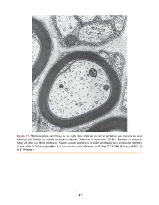 Figura 3-5 Microfotografía electrónica de un corte transversal de un nervio periférico que muestra un axón
mielínico con láminas de mielina en espiral (centro). Obsérvese el mesoaxón (flecha). También se muestran
partes de otras dos fibras mielínicas. Algunos axones amielínicos se hallan encerrados en el citoplasma periférico
de una célula de Schwann (arriba). Los mesoaxones están indicados por flechas (3 28.000). (Cortesía del Dr. H.
de F. Webster.)
147
ERRNVPHGLFRVRUJ
ERRNVPHGLFRVRUJ
 