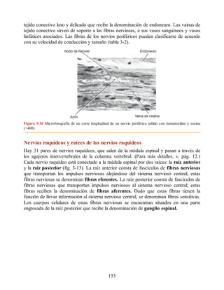 tejido conectivo laxo y delicado que recibe la denominación de endoneuro. Las vainas de
tejido conectivo sirven de soporte a las fibras nerviosas, a sus vasos sanguíneos y vasos
linfáticos asociados. Las fibras de los nervios perifèricos pueden clasificarse de acuerdo
con su velocidad de conducción y tamaño (tabla 3-2).
Figura 3-10 Microfotografía de un corte longitudinal de un nervio perifèrico teñido con hematoxilina y eosina
(×400).
Nervios raquídeos y raíces de los nervios raquídeos
Hay 31 pares de nervios raquídeos, que salen de la mèdula espinal y pasan a travès de
los agujeros intervertebrales de la columna vertebral. (Para más detalles, v. pág. 12.)
Cada nervio raquídeo está conectado a la mèdula espinal por dos raíces: la raíz anterior
y la raíz posterior (fig. 3-13). La raíz anterior consta de fascículos de fibras nerviosas
que transportan los impulsos nerviosos alejándose del sistema nervioso central; estas
fibras nerviosas se denominan fibras eferentes. La raíz posterior consta de fascículos de
fibras nerviosas que transportan impulsos nerviosos al sistema nervioso central; estas
fibras reciben la denominación de fibras aferentes. Dado que estas fibras tienen la
función de llevar información al sistema nervioso central, se denominan fibras sensitivas.
Los cuerpos celulares de estas fibras nerviosas se encuentran situados en una parte
engrosada de la raíz posterior que recibe la denominación de ganglio espinal.
153
ERRNVPHGLFRVRUJ
ERRNVPHGLFRVRUJ
 