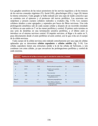 Los ganglios sensitivos de las raíces posteriores de los nervios raquídeos y de los troncos
de los nervios craneales trigémino (V), facial (VII), glosofaríngeo (IX) y vago (X) tienen
la misma estructura. Cada ganglio se halla rodeado por una capa de tejido conectivo que
se continúa con el epineuro y el perineuro del nervio periférico. Las neuronas son
unipolares y poseen cuerpos celulares redondos u ovalados (fig. 3-14). Los cuerpos
celulares tienden a estar agregados y separados por haces de fibras nerviosas. Una sola
prolongación amielínica sale de cada cuerpo celular y después de un recorrido enredado
se bifurca en una unión en T en las ramas periférica y central. El primer axón termina en
una serie de dendritas en una terminación sensitiva periférica, y el último axón se
introduce en el sistema nervioso central. El impulso nervioso, al llegar a la unión en T,
pasa directamente desde el axón periférico al axón central, con lo que evita así el cuerpo
de la célula nerviosa.
Cada cuerpo de la célula nerviosa está rodeado estrechamente por una capa de células
aplanadas que se denominan células capsulares o células satélite (fig. 3-14). Las
células capsulares tienen una estructura similar a la de las células de Schwann, y son
continuas con estas células, ya que envuelven las prolongaciones periférica y central de
cada neurona.
156
ERRNVPHGLFRVRUJ
ERRNVPHGLFRVRUJ
 