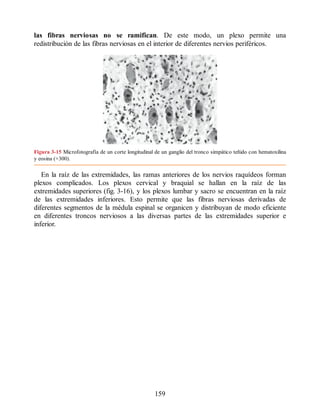 las fibras nerviosas no se ramifican. De este modo, un plexo permite una
redistribución de las fibras nerviosas en el interior de diferentes nervios periféricos.
Figura 3-15 Microfotografía de un corte longitudinal de un ganglio del tronco simpático teñido con hematoxilina
y eosina (×300).
En la raíz de las extremidades, las ramas anteriores de los nervios raquídeos forman
plexos complicados. Los plexos cervical y braquial se hallan en la raíz de las
extremidades superiores (fig. 3-16), y los plexos lumbar y sacro se encuentran en la raíz
de las extremidades inferiores. Esto permite que las fibras nerviosas derivadas de
diferentes segmentos de la médula espinal se organicen y distribuyan de modo eficiente
en diferentes troncos nerviosos a las diversas partes de las extremidades superior e
inferior.
159
ERRNVPHGLFRVRUJ
ERRNVPHGLFRVRUJ
 