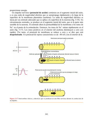proporcionar energía.
Un impulso nervioso (potencial de acción) comienza en el segmento inicial del axón,
y es una onda de negatividad eléctrica que se autopropaga rápidamente a lo largo de la
superficie de la membrana plasmática (axolema). La onda de negatividad eléctrica se
inicia por un estímulo adecuado que se aplica a la superficie de la neurona (fig. 3-18). En
circunstancias normales, se produce en el segmento inicial del axón, que es la parte más
sensible de la neurona. El estímulo altera la permeabilidad de la membrana a los iones de
Na+ en el punto de la estimulación. Entonces, los iones de Na+ entran rápidamente en el
axón (fig. 3-17). Los iones positivos en el exterior del axolema disminuyen a cero con
rapidez. Por tanto, el potencial de membrana se reduce a cero y se dice que está
despolarizada. Un potencial de reposo característico es de –80 mV
, con el exterior de la
Figura 3-17 Intercambios iónicos y eléctricos que se producen en una fibra nerviosa durante la conducción de
un impulso.
161
ERRNVPHGLFRVRUJ
ERRNVPHGLFRVRUJ
 