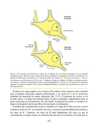 Figura 3-18 Creación del potencial de acción por la llegada de un estímulo procedente de una terminal
presináptica única. Obsérvese que el potencial de acción generado en el segmento inicial sólo se producirá si se
alcanza el umbral para la excitación en el segmento inicial. (De Snell, R. S. Clinical Neuroanatomy: A Review
with Questions and Explanations [3.aed., pág. 7]. Baltimore: Lippincott Williams  Wilkins.) membrana positivo
con respecto al interior; el potencial de acción es aproximadamente de +40 mV
, con el exterior de la membrana
negativa con respecto al interior. En los axones de pequeño diámetro, es posible que el potencial de acción no se
eleve hasta 40 mV
.
El punto con carga negativa en el exterior del axolema actúa entonces como estímulo
para el axolema adyacente cargado positivamente, y en menos de 1 ms se invierte la
polaridad del potencial de reposo adyacente (fig. 3-17). El potencial de acción se ha
movido ahora a lo largo del axolema desde el punto estimulado originalmente hasta el
punto adyacente en la membrana. De este modo, el potencial de acción se traslada a lo
largo de la longitud total de una fibra nerviosa hasta su terminación.
A medida que el potencial de acción se desplaza a lo largo de la fibra nerviosa, cesa la
entrada de iones de Na+ en el interior del axón y aumenta la permeabilidad del axolema a
los iones de K+. Entonces, los iones de K+salen rápidamente del axón, ya que la
concentración es mucho mayor en el interior del axón que en el exterior, de modo que se
162
ERRNVPHGLFRVRUJ
ERRNVPHGLFRVRUJ
 