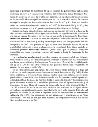 restablece el potencial de membrana de reposo original. La permeabilidad del axolema
disminuye entonces y el status quo se restablece por el transporte activo de iones de Na+
fuera del axón y de los iones de K+al interior del axón. La superficie externa del axolema
es de nuevo eléctricamente positiva en comparación con la superficie interna. Ésta es una
descripción simplista de los movimientos de los iones de Na+ y K+. Para más detalles
sobre los canales dependiente del voltaje de Na+ y K+, las bombas de Na+ y de K+, y los
canales de escape de Na+ y K+, puede consultarse un libro de texto de fisiología.
Durante un breve período después del paso de un impulso nervioso a lo largo de la
fibra nerviosa, mientras el axolema sigue despolarizado, un segundo estímulo, por intenso
que sea, es incapaz de excitar el nervio. Este período recibe la denominación de período
refractario absoluto. La razón de base para el período refractario absoluto es que los
canales de Na+ se inactivan, y no hay estímulo por fuerte que sea que pueda abrir las
compuertas de Na+. Este período se sigue de otro corto intervalo durante el cual la
excitabilidad del nervio retorna gradualmente a la normalidad. Este último período se
denomina período refractario relativo. Queda claro que el período refractario
imposibilita un estado excitatorio continuo del nervio y limita la frecuencia de los
impulsos.
La velocidad de conducción de una fibra nerviosa es proporcional al área del corte
transversal del axón, y las fibras más gruesas conducen la información más rápidamente
que las de menor diámetro. En las grandes fibras motoras (fibras α), la velocidad puede
ser de 70 a 120 m/s; las fibras sensitivas más pequeñas tienen unas velocidades de
conducción más lenta (v. tabla 3-2).
En las fibras amielínicas, el potencial de acción pasa de modo continuo a lo largo del
axolema, excitando progresivamente las áreas vecinas de la membrana (fig. 3-19). En las
fibras mielínicas, la presencia de una vaina de mielina sirve como aislante, y pocos iones
pueden fluir a través de la vaina. En consecuencia, una fibra nerviosa mielínica puede ser
estimulada sólo en los nodos de Ranvier, donde el axón está desnudo y los iones pueden
pasar libremente a través de la membrana plasmática entre el líquido extracelular y el
axoplasma. En estas fibras, el potencial de acción salta de un nodo al siguiente (fig. 3-
19). El potencial de acción en un nodo establece una corriente en el líquido tisular
circundante, que rápidamente produce despolarización en el nodo siguiente. Este salto del
potencial de acción de un nodo al siguiente recibe la denominación de conducción
saltatoria (fig. 3-19). Este mecanismo es más rápido que el encontrado en las fibras
amielínicas (120,0 m/s en una gran fibra mielínica, en comparación con 0,5 m/s en una
fibra amielínica muy pequeña).
163
ERRNVPHGLFRVRUJ
ERRNVPHGLFRVRUJ
 