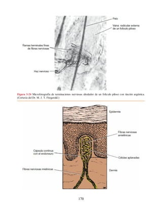Figura 3-24 Microfotografía de terminaciones nerviosas alrededor de un folículo piloso con tinción argéntica.
(Cortesía del Dr. M. J. T. Fitzgerald.)
170
ERRNVPHGLFRVRUJ
ERRNVPHGLFRVRUJ
 