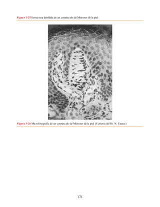 Figura 3-25 Estructura detallada de un corpúsculo de Meissner de la piel.
Figura 3-26 Microfotografía de un corpúsculo de Meissner de la piel. (Cortesía del Dr. N. Cauna.)
171
ERRNVPHGLFRVRUJ
ERRNVPHGLFRVRUJ
 