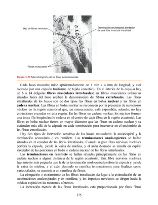 Figura 3-30 Microfotografía de un huso neuromuscular.
Cada huso muscular mide aproximadamente de 1 mm a 4 mm de longitud, y está
rodeado por una cápsula fusiforme de tejido conectivo. En el interior de la cápsula hay
de 6 a 14 delgadas fibras musculares intrafusales: las fibras musculares ordinarias
situadas fuera del huso reciben la denominación de fibras extrafusales. Las fibras
intrafusales de los husos son de dos tipos: las fibras en bolsa nuclear y las fibras en
cadena nuclear. Las fibras en bolsa nuclear se reconocen por la presencia de numerosos
núcleos en la región ecuatorial que, en consecuencia, está expandida; además, no hay
estriaciones cruzadas en esta región. En las fibras en cadena nuclear, los núcleos forman
una única fila longitudinal o cadena en el centro de cada fibra en la región ecuatorial. Las
fibras en bolsa nuclear tienen un mayor diámetro que las fibras en cadena nuclear y se
extienden más allá de la cápsula en cada terminación para insertarse en el endomisio de
las fibras extrafusales.
Hay dos tipos de inervación sensitiva de los husos musculares: la anuloespiral y la
terminación secundaria o en ramillete. Las terminaciones anuloespirales se hallan
situadas en el ecuador de las fibras intrafusales. Cuando la gran fibra nerviosa mielínica
perfora la cápsula, pierde la vaina de mielina, y el axón desnudo se enrolla en espiral
alrededor de las porciones en bolsa o cadena nuclear de las fibras intrafusales.
Las terminaciones en ramillete se hallan situadas principalmente en las fibras en
cadena nuclear a alguna distancia de la región ecuatorial. Una fibra nerviosa mielínica
ligeramente más pequeña que la de la terminación anuloespiral perfora la cápsula y pierde
la vaina de mielina, y el axón desnudo se ramifica terminalmente para finalizar como
varicosidades; se asemeja a un ramillete de flores.
La elongación o estiramiento de las fibras intrafusales da lugar a la estimulación de las
terminaciones anuloespirales y en ramillete, y los impulsos nerviosos se dirigen hacia la
médula espinal en las neuronas aferentes.
La inervación motora de las fibras intrafusales está proporcionada por finas fibras
175
ERRNVPHGLFRVRUJ
ERRNVPHGLFRVRUJ
 