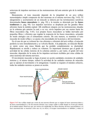 asíncrona de impulsos nerviosos en las motoneuronas del asta anterior gris de la médula
espinal.
Básicamente, el tono muscular depende de la integridad de un arco reflejo
monosináptico simple compuesto de dos neuronas en el sistema nervioso (fig. 3-43). El
alargamiento y acortamiento de un músculo se detecta por las terminaciones sensitivas
denominadas husos musculares (v. pág. 93) y la tensión es detectada por los husos
tendinosos (v. pág. 94). Los impulsos nerviosos se desplazan por las grandes fibras
aferentes hasta la médula espinal. Allí establecen sinapsis con las motoneuronas situadas
en la columna gris anterior la cual, a su vez, envía impulsos por sus axones hasta las
fibras musculares (fig. 3-43). Los propios husos musculares se hallan inervados por
pequeñas fibras γ eferentes que regulan la respuesta de los husos musculares, actuando
de modo sinérgico con el estiramiento externo. De esta manera, se mantiene el tono
muscular de modo reflejo y se ajusta a las necesidades de la postura y del movimiento.
En el caso de que se cortasen las vías aferentes o eferentes del arco reflejo, el músculo
perdería su tono inmediatamente y se volvería flácido. A la palpación, un músculo flácido
se siente como una masa blanda que ha perdido completamente su elasticidad.
Rápidamente se atrofia y reduce en volumen. Es importante destacar que el grado de
actividad de las células motoras de la columna anterior y, por tanto, el grado del tono
muscular, dependen de la suma de los impulsos nerviosos recibidos por estas células de
otras neuronas del sistema nervioso.
El movimiento muscular se logra al poner en acción cantidades crecientes de unidades
motoras y, al mismo tiempo, reducir la actividad de las unidades motoras de músculos
que se oponen al movimiento o lo antagonizan. Cuando se requiere el máximo esfuerzo,
todas las unidades motoras se ponen en acción.
Figura 3-43 Arco reflejo simple que consta de una neurona aferente que se origina de husos neuromusculares y
de husos neurotendinosos y de una neurona eferente cuyo cuerpo celular se halla situado en el asta gris anterior
de la médula espinal. Obsérvese que, por motivos de simplicidad, las fibras aferentes del huso neurotendinoso y el
huso neuromuscular se muestran como una vía; en efecto, el receptor neurotendinoso es inhibidor y reduce el
192
ERRNVPHGLFRVRUJ
ERRNVPHGLFRVRUJ
 