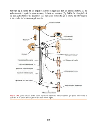 también de la suma de los impulsos nerviosos recibidos por las células motoras de la
columna anterior gris de otras neuronas del sistema nervioso (fig. 3-46). En el capítulo 4
se trata del detalle de las diferentes vías nerviosas implicadas en el aporte de información
a las células de la columna gris anterior.
Figura 3-45 Aporte nervioso de los niveles superiores del sistema nervioso central, que puede influir sobre la
actividad de las células del asta gris anterior de la médula espinal.
195
ERRNVPHGLFRVRUJ
ERRNVPHGLFRVRUJ
 