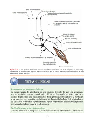 Figura 3-46 El tono postural normal del músculo esquelético depende no sólo de la integridad del arco reflejo,
sino también de la suma de los impulsos nerviosos recibidos por las células del asta gris motora anterior de otras
neuronas del sistema nervioso.
NOTAS CLÍNICAS
Respuesta de las neuronas a la lesión
La supervivencia del citoplasma de una neurona depende de que esté conectada,
aunque sea indirectamente, con el núcleo. El núcleo desempeña un papel clave en la
síntesis de proteínas, que pasan al interior de las prolongaciones celulares y sustituyen
a las proteínas que han sido metabolizadas por la actividad celular. Así, el citoplasma
de los axones y dendritas experimenta una rápida degeneración si estas prolongaciones
son separadas del cuerpo de la célula nerviosa.
Lesión del cuerpo de la célula nerviosa
Un daño intenso en el cuerpo de la célula nerviosa debido a traumatismo, interferencia
196
ERRNVPHGLFRVRUJ
ERRNVPHGLFRVRUJ
 