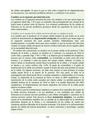 las células microgliales. Es poco lo que se sabe sobre el papel de los oligodendrocitos
en este proceso. Los astrocitos proliferan entonces, y sustituyen a los axones.
Cambios en el segmento proximal del axón
Los cambios en el segmento proximal del axón son similares a los que tienen lugar en
el segmento distal (fig. 3-47), pero se extienden sólo proximalmente por encima de la
lesión hasta el primer nodo de Ranvier. Los cordones proliferantes de las células de
Schwann en los nervios periféricos protruyen desde las superficies de corte de los
tubos endoneurales.
Cambios en el cuerpo de la célula nerviosa del que se origina el axón
Los cambios que se producen en el cuerpo celular después de una lesión en su axón
reciben la denominación de degeneración retrógrada; los cambios que tienen lugar en
el segmento proximal del axón quedan incluidos habitualmente bajo este
encabezamiento. La posible razón para estos cambios es que la sección del axón deja
cortado el cuerpo celular del aporte de factores tróficos derivados de los órganos diana
en la extremidad distal del axón.
El cambio más característico se produce en el cuerpo celular en los primeros 2 días
después de la lesión, y alcanza su máximo en 2 semanas. La sustancia de Nissl se
vuelve fina, y granular (figs. 3-48 y 3-49), y se dispersa por la totalidad del citoplasma,
proceso que se conoce como cromatólisis. La cromatólisis se inicia cerca del cono
axónico, y se extiende a todas las partes del cuerpo celular. Además, el núcleo se
mueve desde su localización central hacia la periferia de la célula, y el cuerpo celular
se hincha y se vuelve esférico (fig. 3-49). El grado de cromatólisis y el grado de
tumefacción de la célula son máximos cuando la lesión del axón está próxima al cuerpo
de la célula. En algunas neuronas, un daño muy intenso al axón próximo al cuerpo
celular puede llevar a la muerte de la neurona. Por otra parte, el daño en la
prolongación más distal puede llevar a cambios pequeños o indetectables en el cuerpo
celular. La dispersión de la sustancia de Nissl –es decir, el ARN citoplásmico– y la
tumefacción de la célula están causadas por edema celular. La pérdida aparente de
afinidad tintórea de la sustancia de Nissl se debe a la amplia dispersión del ARN
citoplásmico. El desplazamiento del núcleo alejándose del centro de la célula puede
deberse al edema celular.
Se observa que las terminaciones sinápticas se separan de la superficie del cuerpo de
la célula nerviosa lesionada y de sus dendritas, y son sustituidas por células de
Schwann en el sistema nervioso periférico y por células microgliales o astrocitos en el
sistema nervioso central. Este proceso se llama denudación sináptica. Las posibles
causas de la denudación sináptica son: a) pérdida de la adhesividad de la membrana
plasmática después de la lesión, y b) estimulación de las células de sostén por
sustancias químicas liberadas de la neurona lesionada. Si la lesión es lo suficientemente
grande, las células del sistema inmunitario –es decir, monocitos y macrófagos– pueden
migrar al área.
199
ERRNVPHGLFRVRUJ
ERRNVPHGLFRVRUJ
 