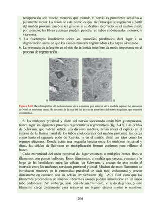 recuperación son mucho menores que cuando el nervio es puramente sensitivo o
puramente motor. La razón de este hecho es que las fibras que se regeneran a partir
del muñón proximal pueden ser guiadas a un destino incorrecto en el muñón distal;
por ejemplo, las fibras cutáneas pueden penetrar en tubos endoneurales motores, y
viceversa.
5. La fisioterapia insuficiente sobre los músculos paralizados dará lugar a su
degeneración antes de que los axones motores regeneradores los hayan alcanzado.
6. La presencia de infección en el sitio de la herida interfiere de modo importante en el
proceso de regeneración.
Figura 3-48 Microfotografías de motoneuronas de la columna gris anterior de la mèdula espinal. A: sustancia
de Nissl en neuronas sanas. B: despuès de la sección de las raíces anteriores del nervio raquídeo, que muestra
cromatólisis.
Si los muñones proximal y distal del nervio seccionado están bien yuxtapuestos,
tienen lugar los siguientes procesos regenerativos regenerativos (fig. 3-47). Las cèlulas
de Schwann, que habrán sufrido una división mitótica, llenan ahora el espacio en el
interior de la lámina basal de los tubos endoneurales del muñón proximal, tan cerca
como hasta el siguiente nodo de Ranvier, y en el muñón distal tan lejos como los
órganos efectores. Donde exista una pequeña brecha entre los muñones proximal y
distal, las cèlulas de Schwann en multiplicación forman cordones para rellenar el
hueco.
Cada extremidad del axón proximal da lugar entonces a múltiples brotes finos o
filamentos con puntas bulbosas. Estos filamentos, a medida que crecen, avanzan a lo
largo de las hendiduras entre las cèlulas de Schwann, y cruzan de este modo el
intervalo entre los muñones nerviosos proximal y distal. Muchos de estos filamentos se
introducen entonces en la extremidad proximal de cada tubo endoneural y crecen
distalmente en contacto con las cèlulas de Schwann (fig. 3-50). Está claro que los
filamentos procedentes de muchos diferentes axones pueden introducirse en un único
tubo endoneural. Sin embargo, sólo persiste un filamento, el resto degenera, y este
filamento crece distalmente para reinervar un órgano efector motor o sensitivo.
201
ERRNVPHGLFRVRUJ
ERRNVPHGLFRVRUJ
 