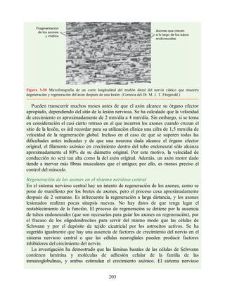 Figura 3-50 Microfotografía de un corte longitudinal del muñón distal del nervio ciático que muestra
degeneración y regeneración del axón después de una lesión. (Cortesía del Dr. M. J. T. Fitzgerald.)
Pueden transcurrir muchos meses antes de que el axón alcance su órgano efector
apropiado, dependiendo del sitio de la lesión nerviosa. Se ha calculado que la velocidad
de crecimiento es aproximadamente de 2 mm/día a 4 mm/día. Sin embargo, si se toma
en consideración el casi cierto retraso en el que incurren los axones cuando cruzan el
sitio de la lesión, es útil recordar para su utilización clínica una cifra de 1,5 mm/día de
velocidad de la regeneración global. Incluso en el caso de que se superen todas las
dificultades antes indicadas y de que una neurona dada alcance el órgano efector
original, el filamento axónico en crecimiento dentro del tubo endoneural sólo alcanza
aproximadamente el 80% de su diámetro original. Por este motivo, la velocidad de
conducción no será tan alta como la del axón original. Además, un axón motor dado
tiende a inervar más fibras musculares que el antiguo; por ello, es menos preciso el
control del músculo.
Regeneración de los axones en el sistema nervioso central
En el sistema nervioso central hay un intento de regeneración de los axones, como se
pone de manifiesto por los brotes de axones, pero el proceso cesa aproximadamente
después de 2 semanas. Es infrecuente la regeneración a larga distancia, y los axones
lesionados realizan pocas sinapsis nuevas. No hay datos de que tenga lugar el
restablecimiento de la función. El proceso de regeneración se detiene por la ausencia
de tubos endoneurales (que son necesarios para guiar los axones en regeneración), por
el fracaso de los oligodendrocitos para servir del mismo modo que las células de
Schwann y por el depósito de tejido cicatricial por los astrocitos activos. Se ha
sugerido igualmente que hay una ausencia de factores de crecimiento del nervio en el
sistema nervioso central o que las células neurogliales pueden producir factores
inhibidores del crecimiento del nervio.
La investigación ha demostrado que las láminas basales de las células de Schwann
contienen laminina y moléculas de adhesión celular de la familia de las
inmunoglobulinas, y ambas estimulan el crecimiento axónico. El sistema nervioso
203
ERRNVPHGLFRVRUJ
ERRNVPHGLFRVRUJ
 