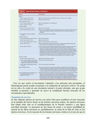 Una vez que vuelva el movimiento voluntario a los músculos más proximales, el
fisioterapeuta puede ayudar al paciente a la realización de ejercicios activos. Se ayuda
así no sólo a la vuelta de una circulación normal a la parte afectada, sino que ayuda
también al paciente a aprender de nuevo la complicada función muscular de los
movimientos especializados.
Trasplante de nervios
Se han utilizado injertos de nervios con cierto éxito para restablecer el tono muscular
en la parálisis del nervio facial: en las lesiones nerviosas mixtas, los injertos nerviosos
han tenido éxito sólo en el restablecimiento de la función sensitiva y una ligera
actividad muscular. La presencia de dos líneas de sutura y la mayor posibilidad de
mezcla de las fibras nerviosas es, probablemente, la razón de la falta de éxito en los
injertos nerviosos. En la mayoría de las lesiones nerviosas, incluso en el caso de que la
209
ERRNVPHGLFRVRUJ
ERRNVPHGLFRVRUJ
 