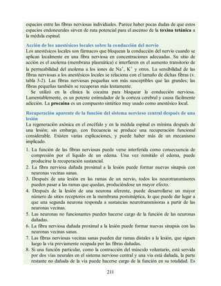 espacios entre las fibras nerviosas individuales. Parece haber pocas dudas de que estos
espacios endoneurales sirven de ruta potencial para el ascenso de la toxina tetánica a
la médula espinal.
Acción de los anestésicos locales sobre la conducción del nervio
Los anestésicos locales son fármacos que bloquean la conducción del nervio cuando se
aplican localmente en una fibra nerviosa en concentraciones adecuadas. Su sitio de
acción es el axolema (membrana plasmática) e interfieren en el aumento transitorio de
la permeabilidad del axolema a los iones de Na+, K+ y otros. La sensibilidad de las
fibras nerviosas a los anestésicos locales se relaciona con el tamaño de dichas fibras (v.
tabla 3-2). Las fibras nerviosas pequeñas son más susceptibles que las grandes; las
fibras pequeñas también se recuperan más lentamente.
Se utilizó en la clínica la cocaína para bloquear la conducción nerviosa.
Lamentablemente, es un potente estimulador de la corteza cerebral y causa fácilmente
adicción. La procaína es un compuesto sintético muy usado como anestésico local.
Recuperación aparente de la función del sistema nervioso central después de una
lesión
La regeneración axónica en el encéfalo y en la médula espinal es mínima después de
una lesión; sin embargo, con frecuencia se produce una recuperación funcional
considerable. Existen varias explicaciones, y puede haber más de un mecanismo
implicado.
1. La función de las fibras nerviosas puede verse interferida como consecuencia de
compresión por el líquido de un edema. Una vez remitido el edema, puede
producirse la recuperación sustancial.
2. La fibra nerviosa dañada proximal a la lesión puede formar nuevas sinapsis con
neuronas vecinas sanas.
3. Después de una lesión en las ramas de un nervio, todos los neurotransmisores
pueden pasar a las ramas que quedan, produciéndose un mayor efecto.
4. Después de la lesión de una neurona aferente, puede desarrollarse un mayor
número de sitios receptores en la membrana postsináptica, lo que puede dar lugar a
que una segunda neurona responda a sustancias neurotransmisoras a partir de las
neuronas vecinas.
5. Las neuronas no funcionantes pueden hacerse cargo de la función de las neuronas
dañadas.
6. La fibra nerviosa dañada proximal a la lesión puede formar nuevas sinapsis con las
neuronas vecinas sanas.
7. Las fibras nerviosas vecinas sanas pueden dar ramas distales a la lesión, que siguen
luego la vía previamente ocupada por las fibras dañadas.
8. Si una función particular, como la contracción del músculo voluntario, está servida
por dos vías neurales en el sistema nervioso central y una vía está dañada, la parte
restante no dañada de la vía puede hacerse cargo de la función en su totalidad. Es
211
ERRNVPHGLFRVRUJ
ERRNVPHGLFRVRUJ
 