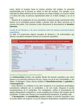 curso, desde el receptor hasta la corteza sensitiva del cerebro, la sensación
experimentada por la persona se refiere al sitio del receptor. Por ejemplo, si se
estimulan las fibras dolorosas de los receptores en el dedo meñique en el nervio cubital
a la altura del codo, la persona experimentará dolor en el dedo meñique y no en el
codo.
Después de la amputación de una extremidad, el paciente puede experimentar dolor
intenso en la extremidad ausente debido a presión sobre las fibras nerviosas en el
extremo del muñón. Este fenómeno recibe clínicamente la denominación de miembro
fantasma.
Acción de los fármacos y de otras sustancias sobre las uniones neuromusculares
esqueléticas
La tabla 3-8 proporciona algunos ejemplos de fármacos y de enfermedades que
afectan a las placas terminales motoras en el músculo esquelético.
Fármacos bloqueadores neuromusculares
La d-tubocurarina produce una parálisis flácida del músculo esquelético que afecta
primero a los músculos extrínsecos del ojo y luego a los de la cara, extremidades y, por
último, al diafragma. Tienen efectos similares la dimetiltubocurarina, la galamina y
el benzoquinonio.
Estos fármacos se combinan en los sitios receptores en la membrana postsináptica
normalmente utilizados por la acetilcolina y, de este modo, bloquean la acción
neurotransmisora de la acetilcolina. Por consiguiente, reciben la denominación de
agentes bloqueadores competitivos, ya que compiten por el mismo sitio receptor que la
acetilcolina. Cuando estos fármacos son metabolizados lentamente, la parálisis cede.
El decametonio y la succinilcolina paralizan también el músculo esquelético, pero
su acción difiere con respecto a la de los fármacos bloqueadores competitivos porque
215
ERRNVPHGLFRVRUJ
ERRNVPHGLFRVRUJ
 