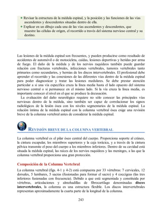 Revisar la estructura de la médula espinal, y la posición y las funciones de las vías
ascendentes y descendentes situadas dentro de ella.
Explicar en un dibujo cada una de las vías ascendentes y descendentes, que
muestre las células de origen, el recorrido a través del sistema nervioso central y su
destino.
Las lesiones de la médula espinal son frecuentes, y pueden producirse como resultado de
accidentes de automóvil o de motocicleta, caídas, lesiones deportivas y heridas por arma
de fuego. El daño de la médula y de los nervios raquídeos también puede guardar
relación con fracturas vertebrales, infecciones vertebrales, tumores vertebrales tanto
primarios como secundarios, y hernias de los discos intervertebrales. El profesional debe
aprender el recorrido y las conexiones de las diferentes vías dentro de la médula espinal
para poder diagnosticar y tratar las lesiones medulares. Se debe prestar atención
particular a si una vía específica cruza la línea media hasta el lado opuesto del sistema
nervioso central o si permanece en el mismo lado. Si la vía cruza la línea media, es
importante conocer el nivel en el que se produce la decusación.
La evaluación del daño neurológico requiere no sólo conocer las principales vías
nerviosas dentro de la médula, sino también ser capaz de correlacionar los signos
radiológicos de la lesión ósea con los niveles segmentarios de la médula espinal. La
relación íntima de la médula espinal con la columna vertebral ósea exige una revisión
breve de la columna vertebral antes de considerar la médula espinal.
REVISIÓN BREVE DE LA COLUMNA VERTEBRAL
La columna vertebral es el pilar óseo central del cuerpo. Proporciona soporte al cráneo,
la cintura escapular, los miembros superiores y la caja torácica, y a través de la cintura
pélvica transmite el peso del cuerpo a los miembros inferiores. Dentro de su cavidad está
situada la médula espinal, las raíces de los nervios raquídeos y las meninges, a las que la
columna vertebral proporciona una gran protección.
Composición de la Columna Vertebral
La columna vertebral (figs. 4-1 y 4-2) está compuesta por 33 vértebras: 7 cervicales, 12
dorsales, 5 lumbares, 5 sacras (fusionadas para formar el sacro) y 4 coccígeas (las tres
inferiores fusionadas con frecuencia). Debido a que está segmentada y constituida por
vértebras, articulaciones y almohadillas de fibrocartílago denominadas discos
intervertebrales, la columna es una estructura flexible. Los discos intervertebrales
representan aproximadamente la cuarta parte de la longitud de la columna.
243
ERRNVPHGLFRVRUJ
ERRNVPHGLFRVRUJ
 