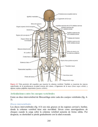 Figura 4-1 Vista posterior del esqueleto que muestra la columna vertebral. También se muestran las marcas
superficiales de la protuberancia occipital externa del cráneo, el ligamento de la nuca (línea negra sólida) y
algunas espinas palpables importantes (puntos sólidos).
Articulaciones entre los cuerpos vertebrales
Existe un disco intervertebral de fibrocartílago entre cada dos cuerpos vertebrales (fig. 4-
3).
Discos intervertebrales
Los discos intervertebrales (fig. 4-3) son más gruesos en las regiones cervical y lumbar,
donde la columna vertebral tiene más movilidad. Sirven como amortiguadores de
choques cuando la carga sobre la columna vertebral aumenta de forma súbita. Por
desgracia, su elasticidad se pierde gradualmente con la edad avanzada.
245
ERRNVPHGLFRVRUJ
ERRNVPHGLFRVRUJ
 