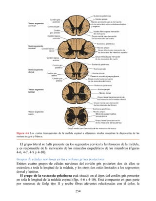 Figura 4-6 Los cortes transversales de la médula espinal a diferentes niveles muestran la disposición de las
sustancias gris y blanca.
El grupo lateral se halla presente en los segmentos cervical y lumbosacro de la médula,
y es responsable de la inervación de los músculos esqueléticos de los miembros (figuras
4-6, 4-7, 4-9 y 4-10).
Grupos de células nerviosas en los cordones grises posteriores
Existen cuatro grupos de células nerviosas del cordón gris posterior: dos de ellos se
extienden a toda la longitud de la médula, y los otros dos están limitados a los segmentos
dorsal y lumbar.
El grupo de la sustancia gelatinosa está situado en el ápex del cordón gris posterior
en toda la longitud de la médula espinal (figs. 4-6 a 4-10). Está compuesto en gran parte
por neuronas de Golgi tipo II y recibe fibras aferentes relacionadas con el dolor, la
254
ERRNVPHGLFRVRUJ
ERRNVPHGLFRVRUJ
 