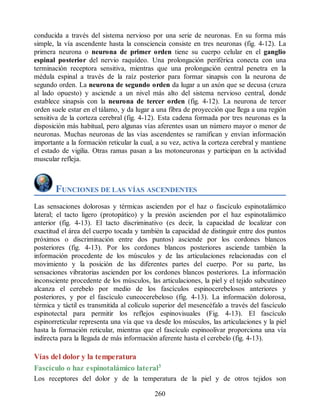 conducida a través del sistema nervioso por una serie de neuronas. En su forma más
simple, la vía ascendente hasta la consciencia consiste en tres neuronas (fig. 4-12). La
primera neurona o neurona de primer orden tiene su cuerpo celular en el ganglio
espinal posterior del nervio raquídeo. Una prolongación periférica conecta con una
terminación receptora sensitiva, mientras que una prolongación central penetra en la
médula espinal a través de la raíz posterior para formar sinapsis con la neurona de
segundo orden. La neurona de segundo orden da lugar a un axón que se decusa (cruza
al lado opuesto) y asciende a un nivel más alto del sistema nervioso central, donde
establece sinapsis con la neurona de tercer orden (fig. 4-12). La neurona de tercer
orden suele estar en el tálamo, y da lugar a una fibra de proyección que llega a una región
sensitiva de la corteza cerebral (fig. 4-12). Esta cadena formada por tres neuronas es la
disposición más habitual, pero algunas vías aferentes usan un número mayor o menor de
neuronas. Muchas neuronas de las vías ascendentes se ramifican y envían información
importante a la formación reticular la cual, a su vez, activa la corteza cerebral y mantiene
el estado de vigilia. Otras ramas pasan a las motoneuronas y participan en la actividad
muscular refleja.
FUNCIONES DE LAS VÍAS ASCENDENTES
Las sensaciones dolorosas y térmicas ascienden por el haz o fascículo espinotalámico
lateral; el tacto ligero (protopático) y la presión ascienden por el haz espinotalámico
anterior (fig. 4-13). El tacto discriminativo (es decir, la capacidad de localizar con
exactitud el área del cuerpo tocada y también la capacidad de distinguir entre dos puntos
próximos o discriminación entre dos puntos) asciende por los cordones blancos
posteriores (fig. 4-13). Por los cordones blancos posteriores asciende también la
información procedente de los músculos y de las articulaciones relacionadas con el
movimiento y la posición de las diferentes partes del cuerpo. Por su parte, las
sensaciones vibratorias ascienden por los cordones blancos posteriores. La información
inconsciente procedente de los músculos, las articulaciones, la piel y el tejido subcutáneo
alcanza el cerebelo por medio de los fascículos espinocerebelosos anteriores y
posteriores, y por el fascículo cuneocerebeloso (fig. 4-13). La información dolorosa,
térmica y táctil es transmitida al colículo superior del mesencéfalo a través del fascículo
espinotectal para permitir los reflejos espinovisuales (Fig. 4-13). El fascículo
espinorreticular representa una vía que va desde los músculos, las articulaciones y la piel
hasta la formación reticular, mientras que el fascículo espinoolivar proporciona una vía
indirecta para la llegada de más información aferente hasta el cerebelo (fig. 4-13).
Vías del dolor y la temperatura
Fascículo o haz espinotalámico lateral3
Los receptores del dolor y de la temperatura de la piel y de otros tejidos son
260
ERRNVPHGLFRVRUJ
ERRNVPHGLFRVRUJ
 