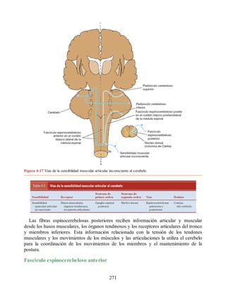 Figura 4-17 Vías de la sensibilidad muscular articular inconsciente al cerebelo.
Las fibras espinocerebelosas posteriores reciben información articular y muscular
desde los husos musculares, los órganos tendinosos y los receptores articulares del tronco
y miembros inferiores. Esta información relacionada con la tensión de los tendones
musculares y los movimientos de los músculos y las articulaciones la utiliza el cerebelo
para la coordinación de los movimientos de los miembros y el mantenimiento de la
postura.
Fascículo espinocerebeloso anterior
271
ERRNVPHGLFRVRUJ
ERRNVPHGLFRVRUJ
 