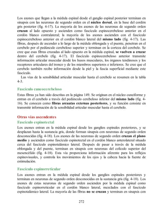 Los axones que llegan a la médula espinal desde el ganglio espinal posterior terminan en
sinapsis con las neuronas de segundo orden en el núcleo dorsal, en la base del cordón
gris posterior (fig. 4-17). La mayoría de los axones de las neuronas de segundo orden
cruzan al lado opuesto y ascienden como fascículo espinocerebeloso anterior en el
cordón blanco contralateral; la mayoría de los axones ascienden con el fascículo
espinocerebeloso anterior en el cordón blanco lateral del mismo lado (fig. 4-17). Las
fibras, después de ascender a lo largo de la médula oblongada y el puente, penetran en el
cerebelo por el pedúnculo cerebeloso superior y terminan en la corteza del cerebelo. Se
cree que esas fibras cruzadas al lado opuesto en la médula espinal, se vuelven a cruzar
dentro del cerebelo (fig. 4-17). El fascículo espinocerebeloso anterior transmite
información articular muscular desde los husos musculares, los órganos tendinosos y los
receptores articulares del tronco y de los miembros superiores e inferiores. Se cree que el
cerebelo también recibe información desde la piel y la fascia superficial mediante este
fascículo.
Las vías de la sensibilidad articular muscular hasta el cerebelo se resumen en la tabla
4-3.
Fascículo cuneocerebeloso
Estas fibras ya han sido descritas en la página 149. Se originan en el núcleo cuneiforme y
entran en el cerebelo a través del pedúnculo cerebeloso inferior del mismo lado (fig. 4-
16). Se conocen como fibras arcuatas externas posteriores, y su función consiste en
transmitir información de la sensibilidad articular muscular hasta el cerebelo.
Otras vías ascendentes
Fascículo espinotectal
Los axones entran en la médula espinal desde los ganglios espinales posteriores, y se
desplazan hasta la sustancia gris, donde forman sinapsis con neuronas de segundo orden
desconocidas (fig. 4-18). Los axones de las neuronas de segundo orden cruzan el plano
medio y ascienden como fascículo espinotectal en el cordón blanco anterolateral situado
cerca del fascículo espinotalámico lateral. Después de pasar a través de la médula
oblongada y del puente, terminan en sinapsis con neuronas del colículo superior del
mesencéfalo (fig. 4-18). Esta vía proporciona información aferente para los reflejos
espinovisuales, y controla los movimientos de los ojos y la cabeza hacia la fuente de
estimulación.
Fascículo espinorreticular
Los axones entran en la médula espinal desde los ganglios espinales posteriores y
terminan en neuronas de segundo orden desconocidas en la sustancia gris (fig. 4-18). Los
axones de estas neuronas de segundo orden ascienden por la médula espinal como
fascículo espinorreticular en el cordón blanco lateral, mezclados con el fascículo
espinotalámico lateral. La mayoría de las fibras no se cruzan y terminan en sinapsis con
272
ERRNVPHGLFRVRUJ
ERRNVPHGLFRVRUJ
 
