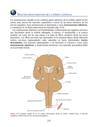 TRACTOS DESCENDENTES DE LA MÉDULA ESPINAL
Las motoneuronas situadas en los cordones grises anteriores de la médula espinal envían
axones para inervar los músculos esqueléticos a través de las raíces anteriores de los
nervios raquídeos. Esas motoneuronas se denominan a veces motoneuronas inferiores,
y constituyen la vía final común hacia los músculos (fig. 4-19).
Las motoneuronas inferiores son bombardeadas continuamente por impulsos nerviosos
que descienden desde la médula oblongada, el puente, el mesencéfalo y la corteza
cerebral, así como por los que entran a lo largo de fibras sensitivas desde las raíces
posteriores. Las fibras nerviosas que descienden en la sustancia blanca desde diferentes
centros nerviosos supraespinales están separadas en haces denominados tractos
descendentes. Las neuronas supraespinales y sus fascículos se conocen a veces como
motoneuronas superiores, y proporcionan numerosas vías separadas que pueden influir
en la actividad motora.
Figura 4-19 Esquema simple de la vía motora descendente desde la corteza cerebral hasta el músculo
esquelético. Obsérvense las tres neuronas participantes.
275
ERRNVPHGLFRVRUJ
ERRNVPHGLFRVRUJ
 