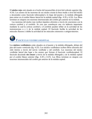 El núcleo rojo está situado en el techo del mesencéfalo al nivel del colículo superior (fig.
4-24). Los axones de las neuronas de ese núcleo cruzan la línea media a nivel del núcleo
y descienden como fascículo rubroespinal a lo largo del puente y la médula oblongada
para entrar en el cordón blanco lateral de la médula espinal (figs. 4-20 y 4-24). Las fibras
terminan en sinapsis con neuronas internunciales del cordón gris anterior de la médula.
Las neuronas del núcleo rojo reciben impulsos aferentes a través de conexiones con la
corteza cerebral y el cerebelo. Se cree que constituyen una vía indirecta importante
mediante la cual la corteza cerebral y el cerebelo pueden influir en la actividad de las
motoneuronas α y λ de la médula espinal. El fascículo facilita la actividad de los
músculos flexores e inhibe la actividad de los músculos extensores o antigravitatorios.
FASCÍCULO VESTIBULOESPINAL
Los núcleos vestibulares están situados en el puente y la médula oblongada, debajo del
piso del cuarto ventrículo (fig. 4-25). Los núcleos vestibulares reciben fibras aferentes del
oído interno a través del nervio vestibular y del cerebelo. Las neuronas del núcleo
vestibular lateral dan lugar a los axones que forman el fascículo vestibuloespinal. El
fascículo desciende sin cruzar a través de la médula oblongada y de la médula espinal
por el cordón blanco anterior (figs. 4-20 y 4-25). Las fibras terminan en sinapsis con
neuronas internunciales del cordón gris anterior de la médula espinal.
283
ERRNVPHGLFRVRUJ
ERRNVPHGLFRVRUJ
 