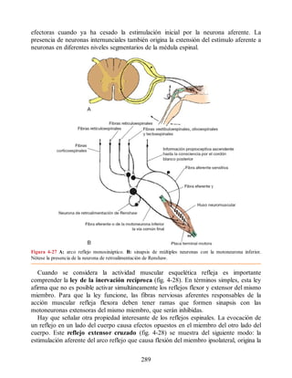 efectoras cuando ya ha cesado la estimulación inicial por la neurona aferente. La
presencia de neuronas internunciales también origina la extensión del estímulo aferente a
neuronas en diferentes niveles segmentarios de la médula espinal.
Figura 4-27 A: arco reflejo monosináptico. B: sinapsis de múltiples neuronas con la motoneurona inferior.
Nótese la presencia de la neurona de retroalimentación de Renshaw.
Cuando se considera la actividad muscular esquelética refleja es importante
comprender la ley de la inervación recíproca (fig. 4-28). En términos simples, esta ley
afirma que no es posible activar simultáneamente los reflejos flexor y extensor del mismo
miembro. Para que la ley funcione, las fibras nerviosas aferentes responsables de la
acción muscular refleja flexora deben tener ramas que formen sinapsis con las
motoneuronas extensoras del mismo miembro, que serán inhibidas.
Hay que señalar otra propiedad interesante de los reflejos espinales. La evocación de
un reflejo en un lado del cuerpo causa efectos opuestos en el miembro del otro lado del
cuerpo. Este reflejo extensor cruzado (fig. 4-28) se muestra del siguiente modo: la
estimulación aferente del arco reflejo que causa flexión del miembro ipsolateral, origina la
289
ERRNVPHGLFRVRUJ
ERRNVPHGLFRVRUJ
 