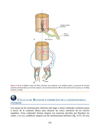 Figura 4-28 A: múltiples ramas de fibras aferentes que penetran en la médula espinal y presencia de muchas
neuronas internunciales que forman sinapsis con la neurona efectora. B: ley de la inervación recíproca y el reflejo
extensor cruzado.
CÉLULAS DE RENSHAW E INHIBICIÓN DE LA MOTONEURONA
INFERIOR
Los axones de las motoneuronas inferiores dan lugar a ramas colaterales conforme pasan
a través de la sustancia blanca para alcanzar las raíces anteriores de los nervios
raquídeos. Estas colaterales forman sinapsis con neuronas descritas por Renshaw las
cuales, a su vez, establecen sinapsis con las motoneuronas inferiores (fig. 4-27). Se cree
291
ERRNVPHGLFRVRUJ
ERRNVPHGLFRVRUJ
 